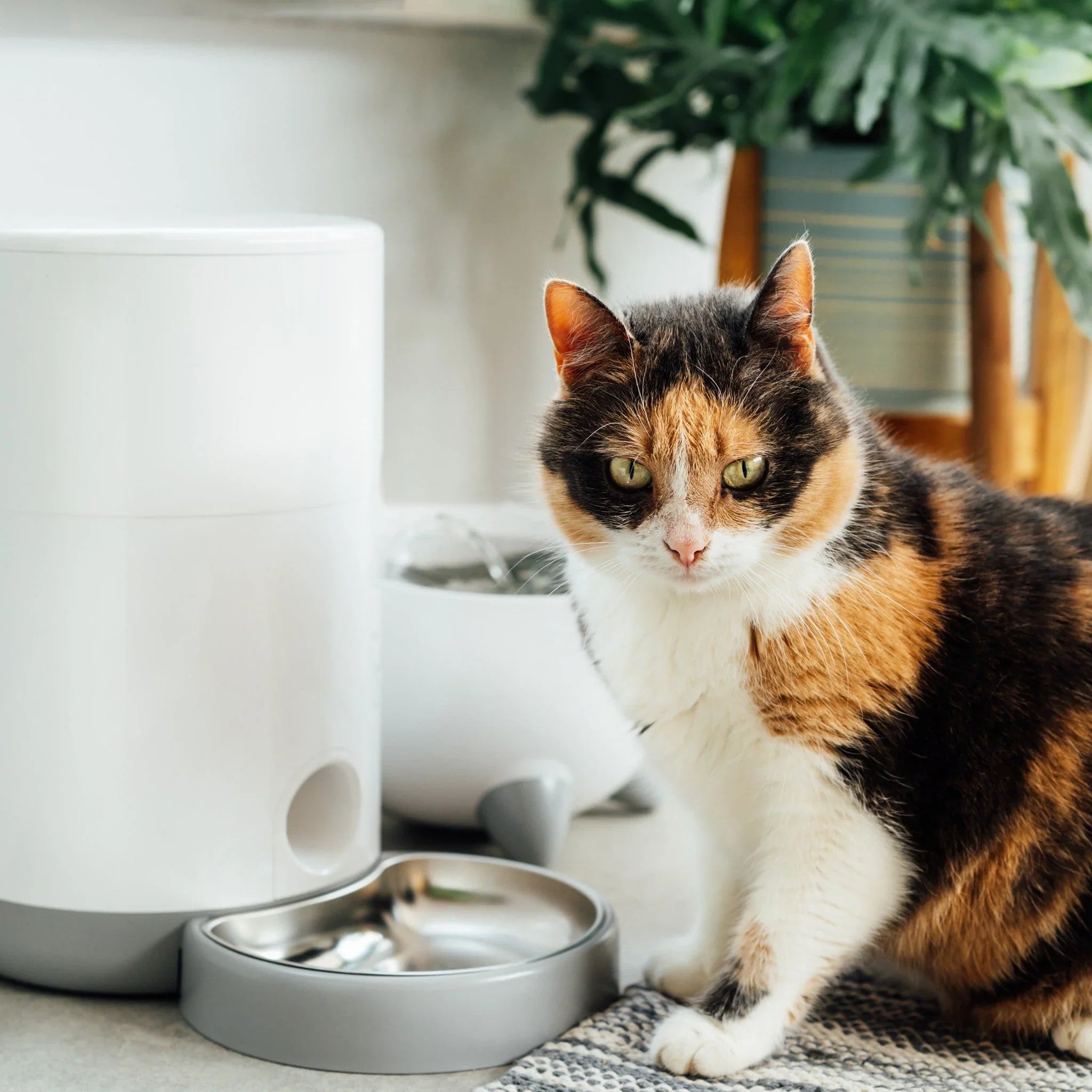 Pet Feeding & Care
