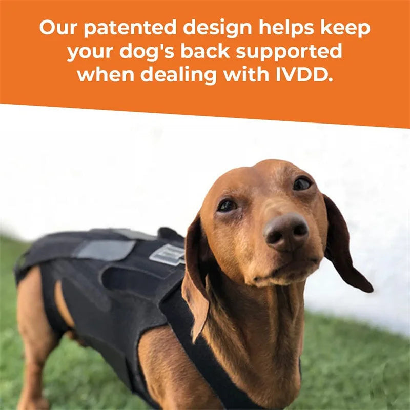 Comfortable Dog Back Support Brace for Spinal Movement and Rehabilitation