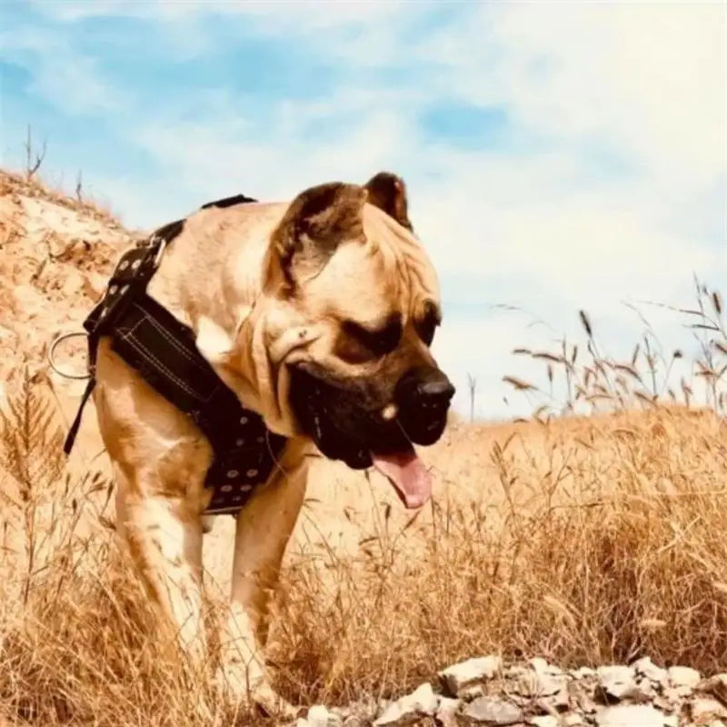 Dog Harness with Handle and Lead Adjustable Control Vest Durable Design also for pulling a slede