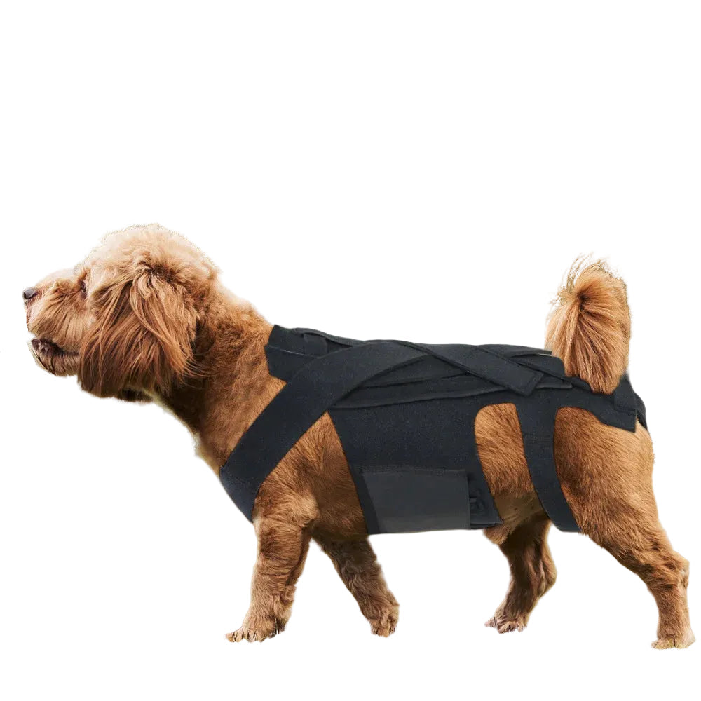 Comfortable Dog Back Support Brace for Spinal Movement and Rehabilitation