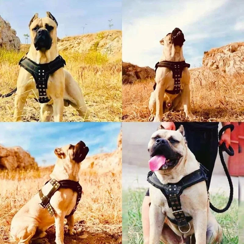 Dog Harness with Handle and Lead Adjustable Control Vest Durable Design also for pulling a slede