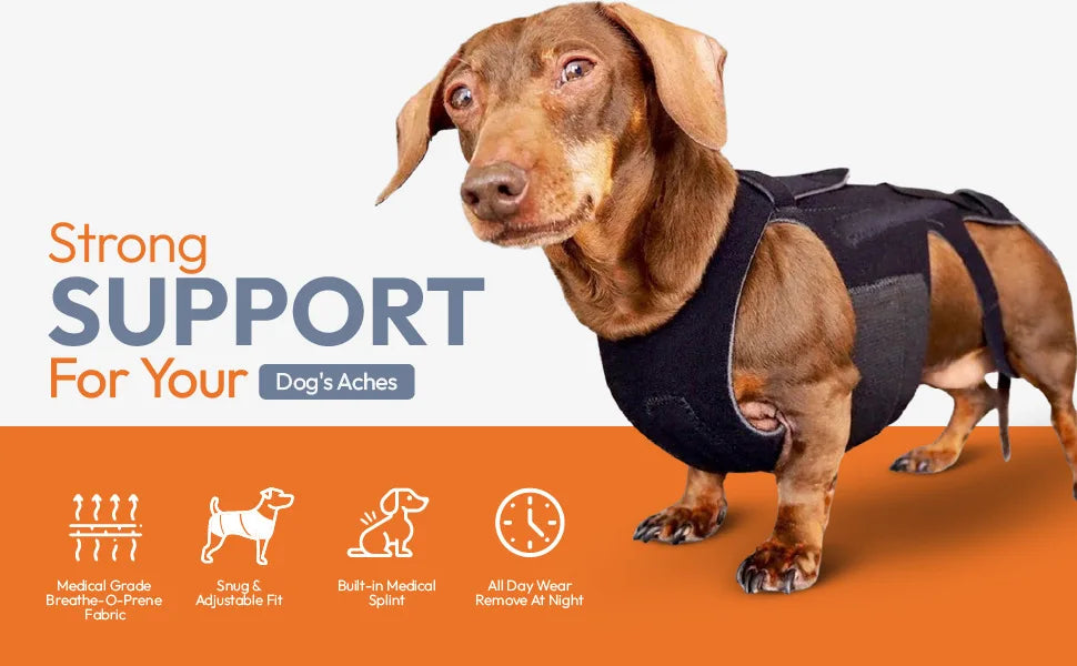 Comfortable Dog Back Support Brace for Spinal Movement and Rehabilitation