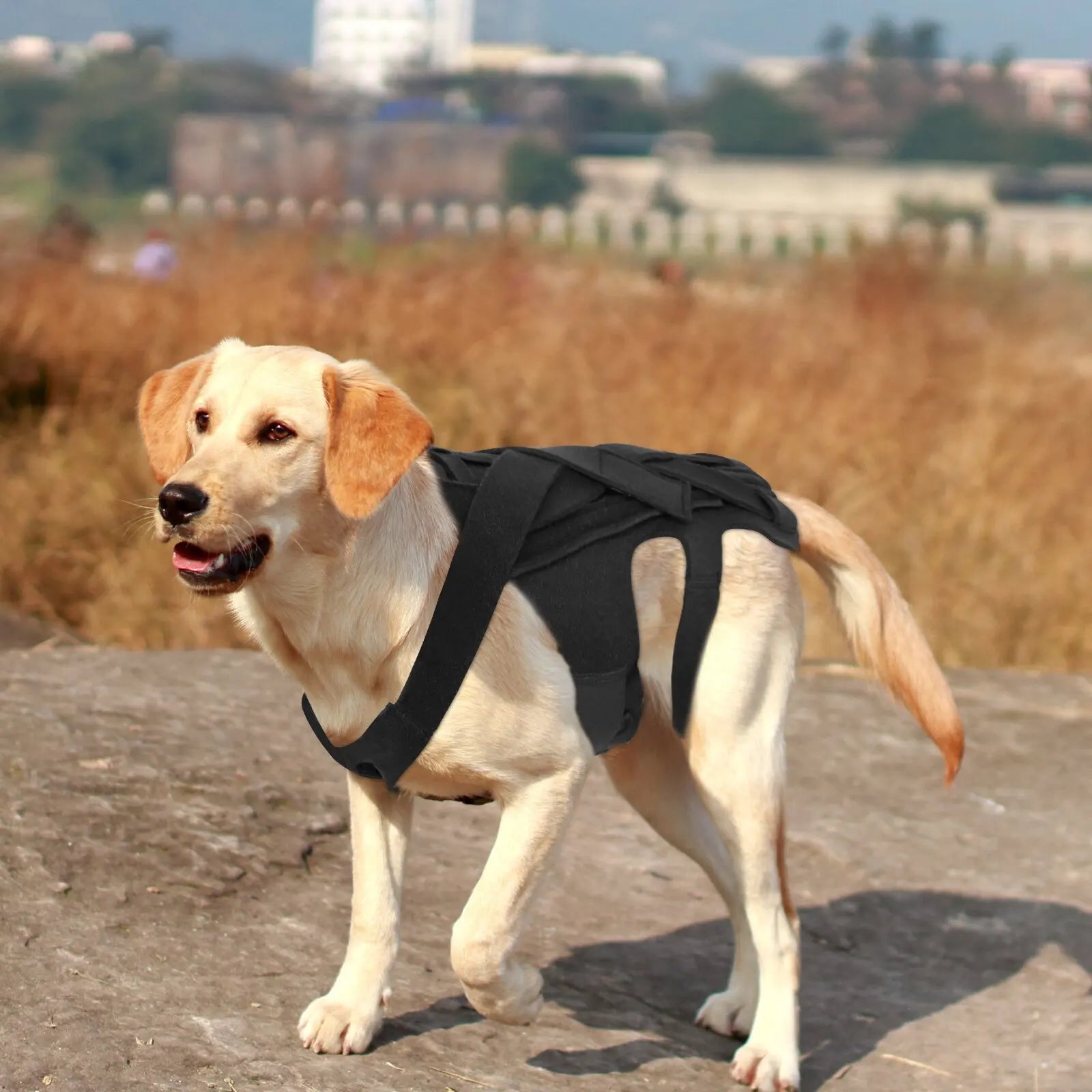Comfortable Dog Back Support Brace for Spinal Movement and Rehabilitation