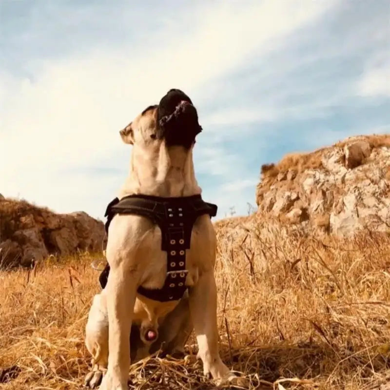 Dog Harness with Handle and Lead Adjustable Control Vest Durable Design also for pulling a slede