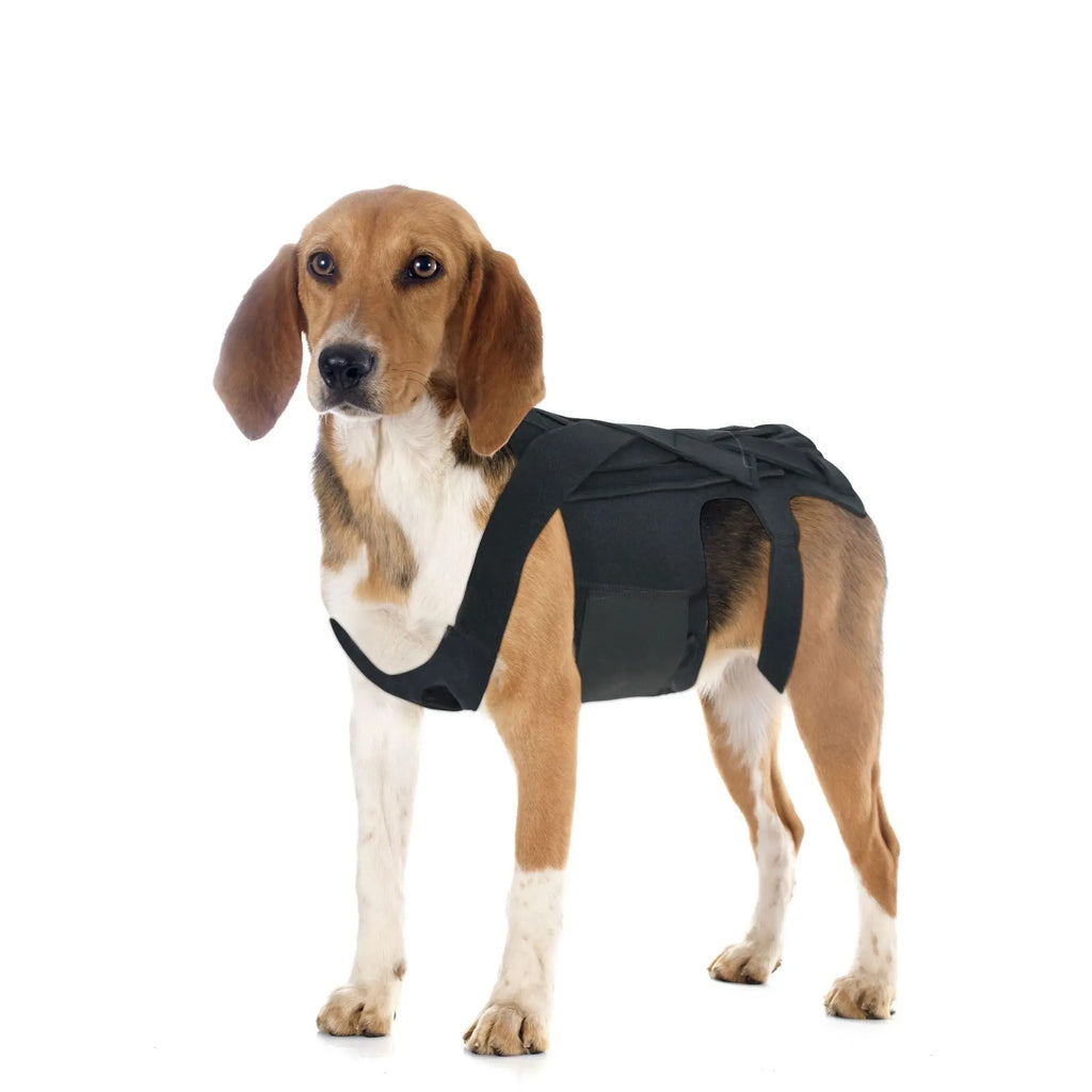 Comfortable Dog Back Support Brace for Spinal Movement and Rehabilitation