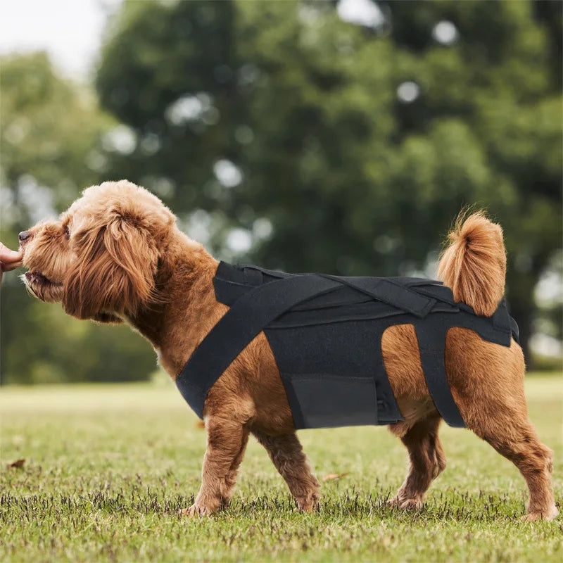 Comfortable Dog Back Support Brace for Spinal Movement and Rehabilitation